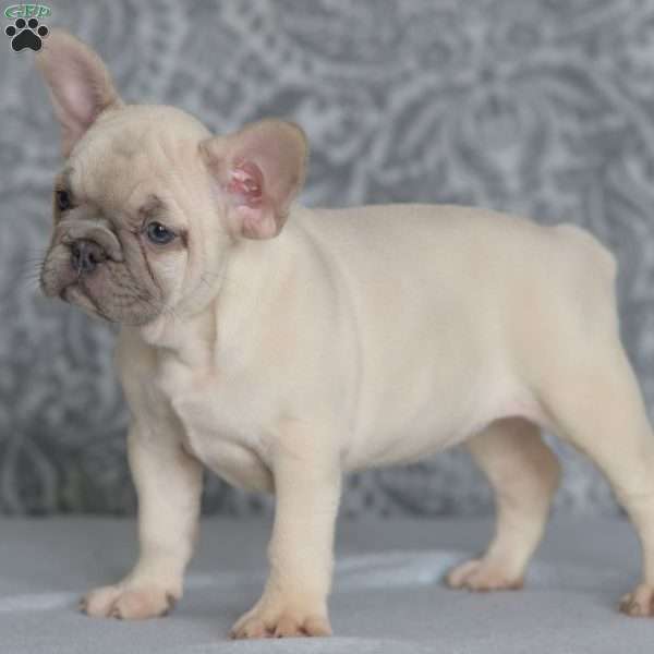 Summer, French Bulldog Puppy